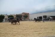 IV Encuentro de Trilla en Santa María del Águila