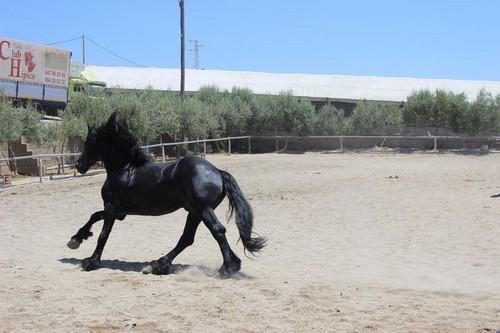 Caballo frisón en el Club Hípico de Santa María del Águila.