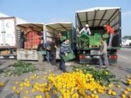 Agricultores protestan por la crisis de precios tirando miles de kilos de pepino y pimiento