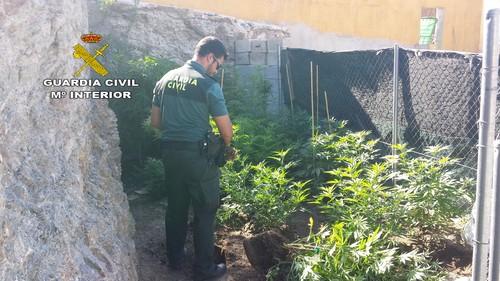 La Guardia Civil detiene a una persona por cultivo de drogas en Albox