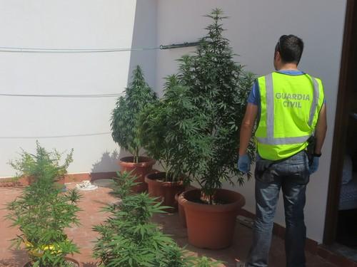 Detenido por tener en su domicilio plantas de marihuana, que la Guardia Civil avistó desde una iglesia