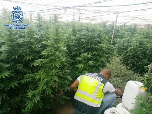 La Policía Nacional desmantela dos plantaciones de marihuana en un paraje de la localidad almeriense de El Ejido