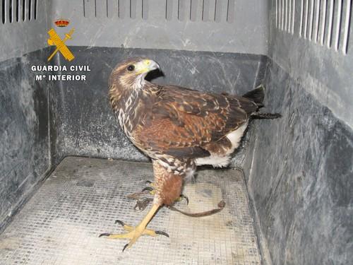 La Guardia Civil recupera un ejemplar de Águila Harris perdida mientras practicaba el vuelo