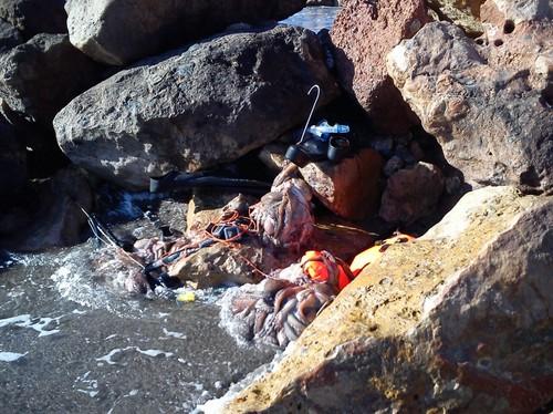 La Junta decomisa 50 kilos de pulpo capturado por pescadores recreativos en playas de Adra