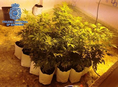 La Policía Nacional desmantela en El Ejido un punto de venta y cultivo de marihuana