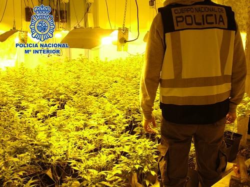 La Policía Nacional desmantela dos plantaciones de marihuana en Almería e interviene 524 plantas