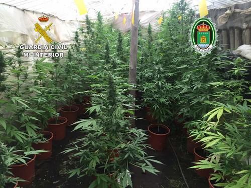 Intervenidas, en El Ejido, más de 300 plantas de marihuana y practicadas 8 detenciones