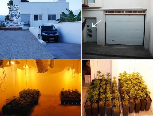 La Policía Nacional se incauta en Almería de 300 plantas de marihuana y detiene a los cuatro presuntos responsables