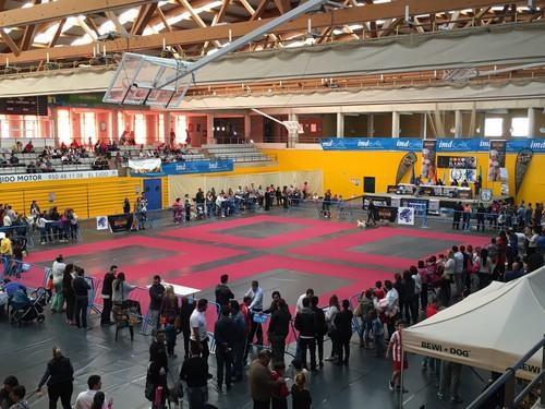 Más de medio millar de perros de distintos puntos de España y Europa se dan cita este fin de semana en el gran encuentro internacional canino de El Ejido