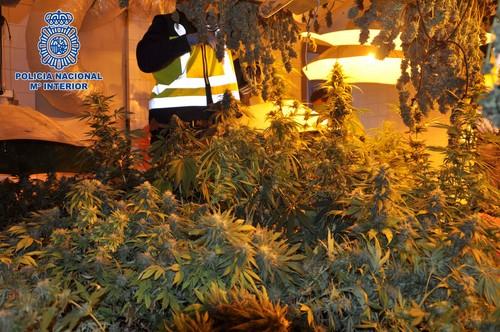 La Policía Nacional desmantela una plantación de marihuana en Roquetas de Mar