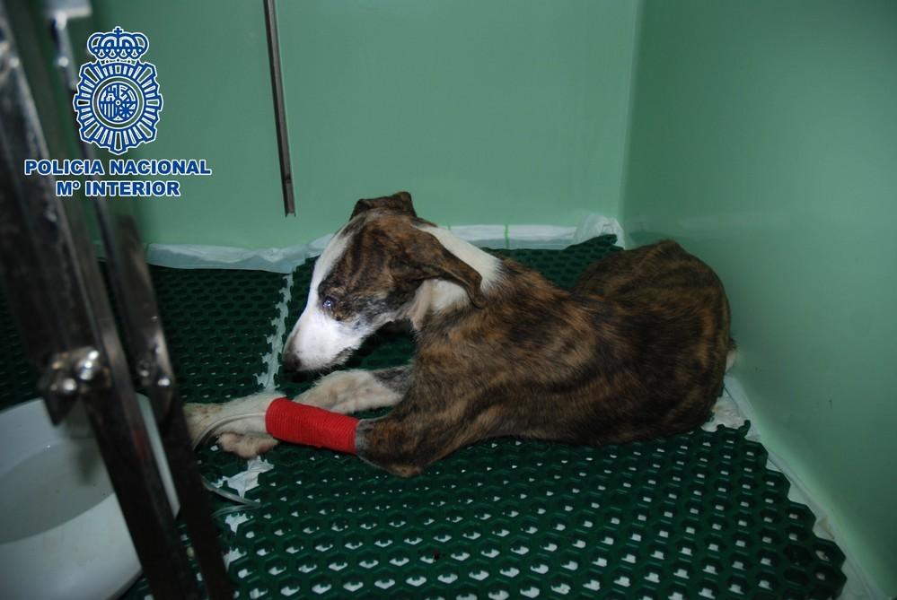La Policía Nacional detiene en El Ejido a una persona por maltratar a un perro de tres meses