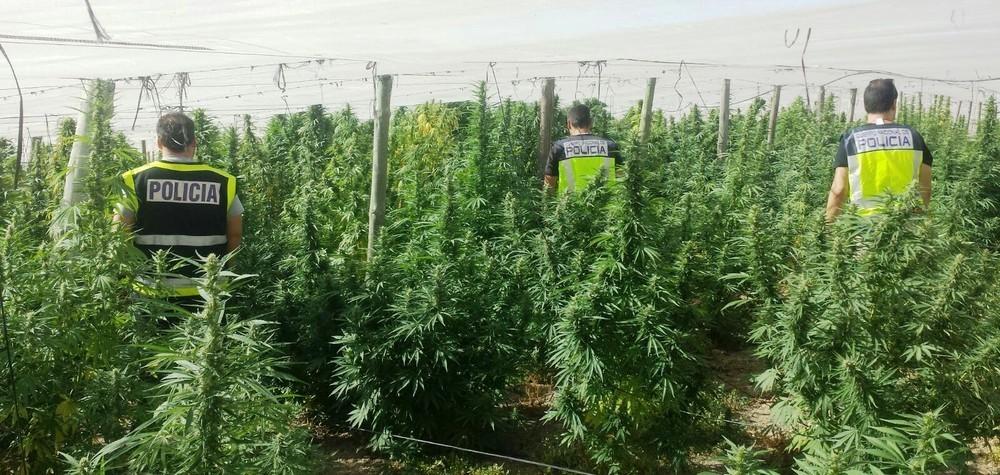 La Policía Nacional se incauta de 800 kilos de marihuana en una extensa plantación desmantelada en Alcolea