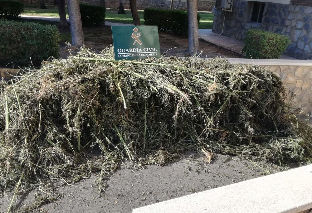 La Guardia Civil localiza una plantación de marihuana en Cuatro Vientos y practica dos detenciones