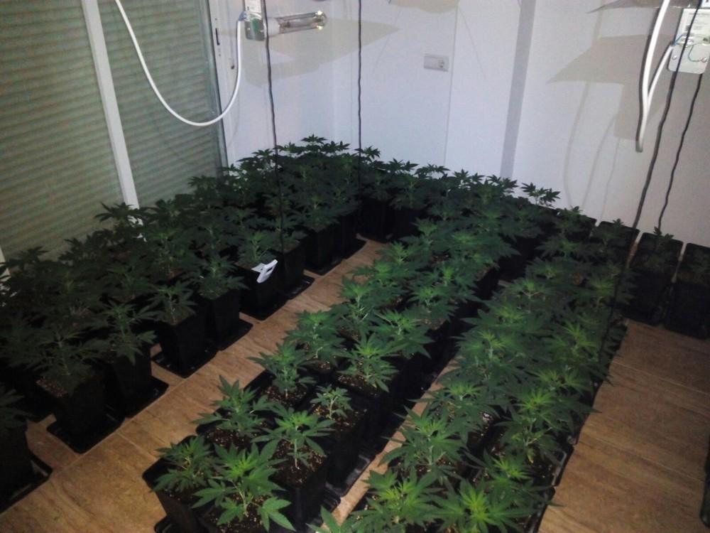 La Policía Local desarticula una plantación de marihuana en un domicilio particular de El Ejido