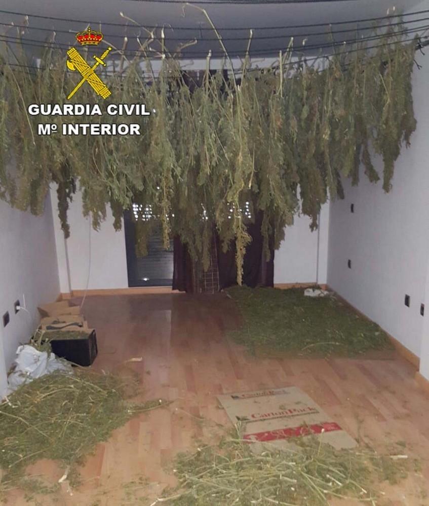 La Guardia Civil incauta más de 300 plantas de marihuana y detiene a una persona en Roquetas de Mar
