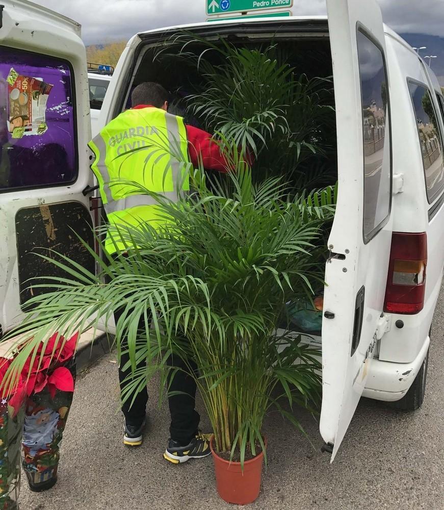 El equipo ROCA de El Ejido detiene a los autores de la sustracción de más de 200 plantas arecas de un invernadero