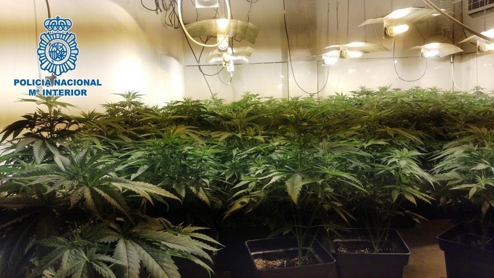 La Policía Nacional desmantela una plantación de marihuana oculta en un zulo en El Ejido