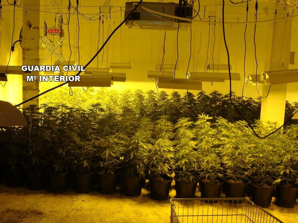 Dos detenidos por el cultivo de casi 1.000 plantas de marihuana en un local abandonado en Roquetas