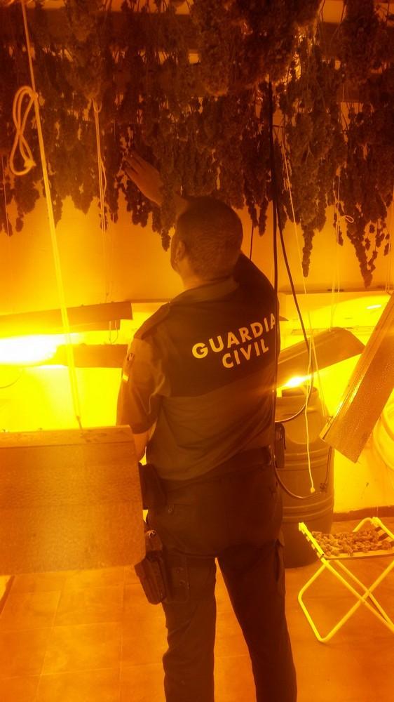 La Guardia Civil detiene a una persona por tener 111 plantas de marihuana en proceso de secado
