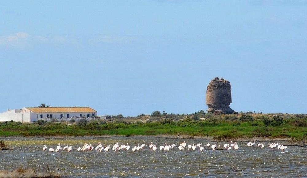La Junta celebra el ‘Día Mundial de las Aves’ con una actividad familiar de observación ornitológica en Punta Entinas-Sabinar