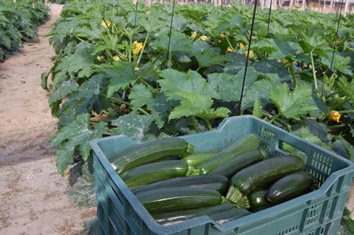 Detienen al propietario de una finca que arrancó más de 2.000 metros de calabacines por desavenencias con el arrendatario