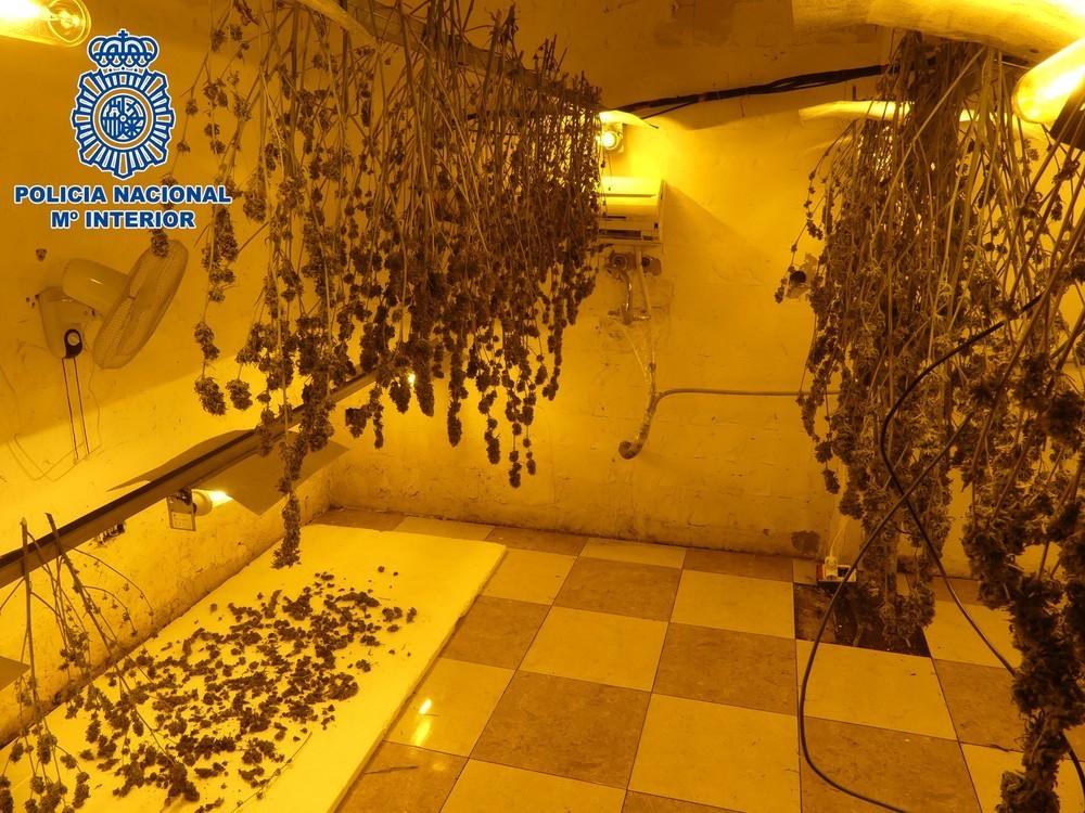 Desarticulado un grupo dedicado a la plantación, preparación y distribución de marihuana en El Ejido