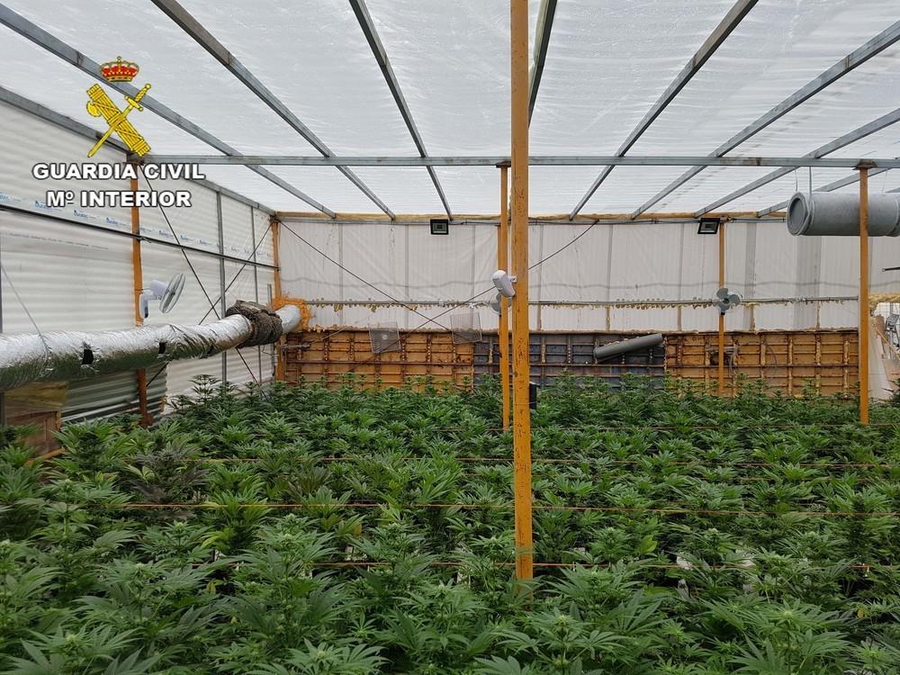 La Guardia Civil se incauta más de 770 plantas de marihuana y detiene a su propietario en El Ejido