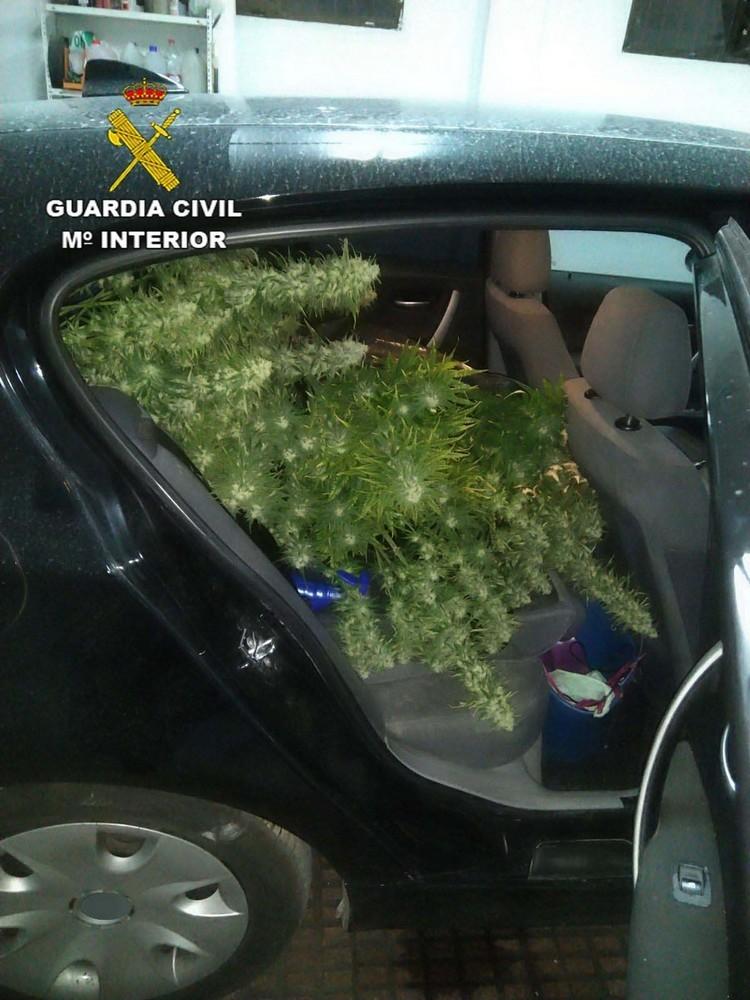 La Guardia Civil detiene a una persona por un delito contra la salud pública al encontrar en su vehículo plantas de marihuana