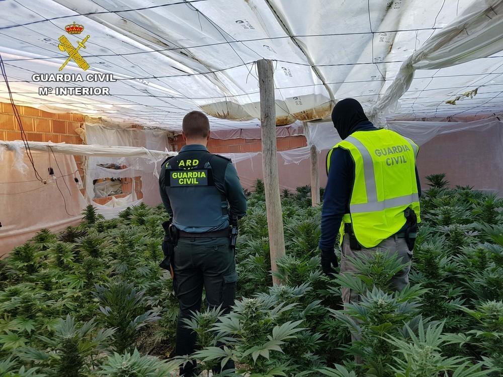 La Guardia Civil localiza más de 850 plantas de marihuana y detiene a dos personas en El Ejido