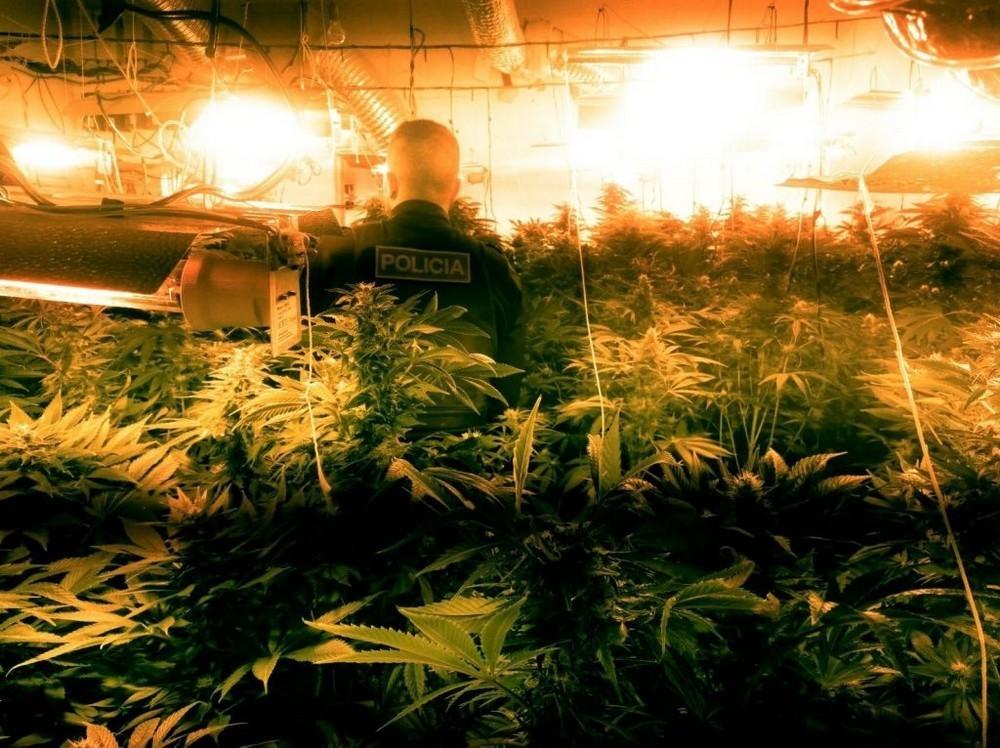 La Policía Local de Vícar se incauta de 765 plantas de marihuana en una vivienda abandonada en el barrio de La Cimilla