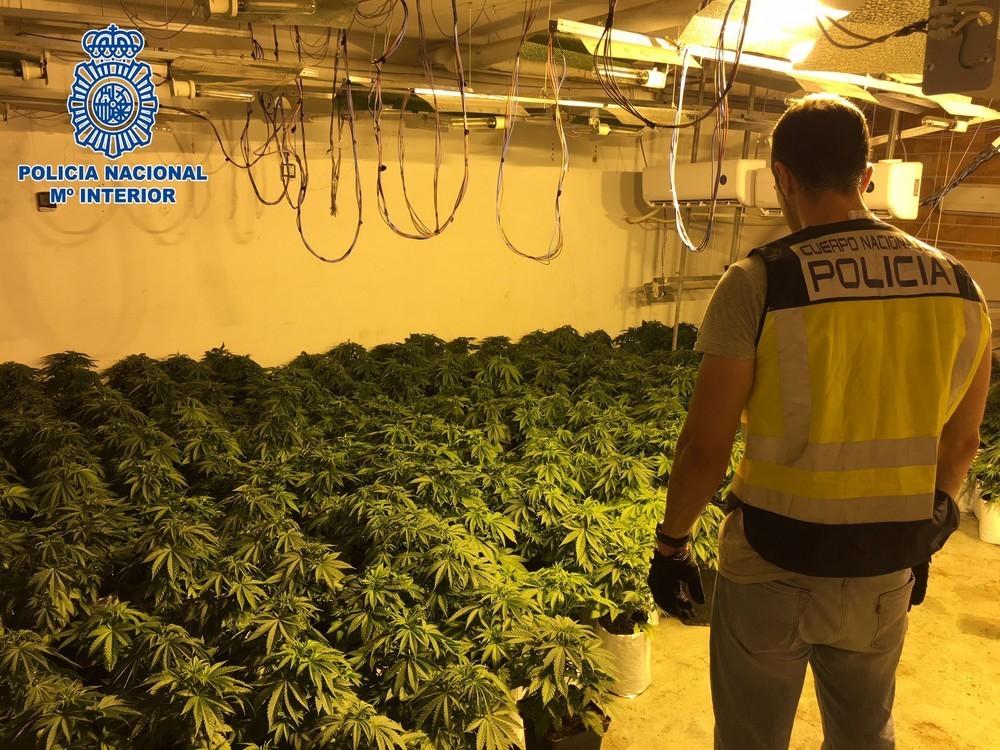 Desmantelada en el Ejido una plantación de marihuana que funcionaba como una pequeña empresa