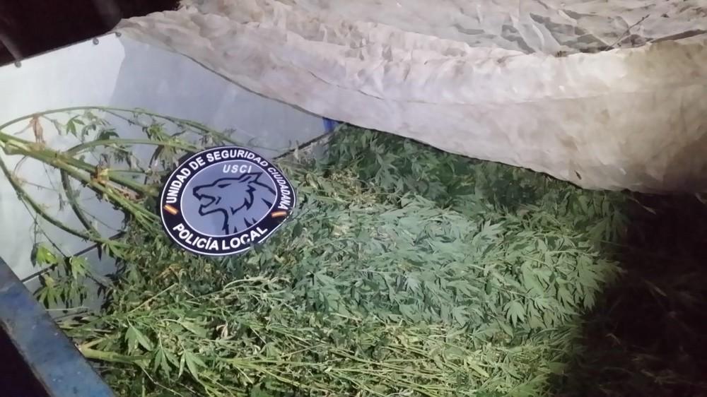 La Unidad de Seguridad Ciudadana de la Policía Local de El Ejido desmantela un invernadero dedicado al cultivo de marihuana