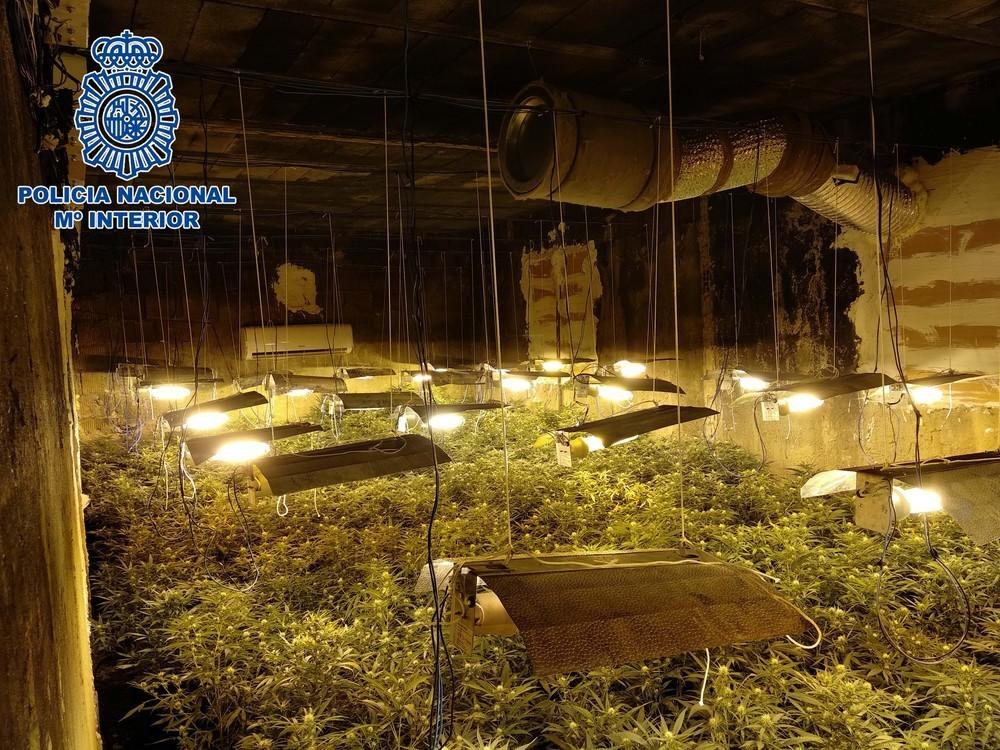 La Policía Nacional desarrolla una macro operación contra el cultivo y la venta de marihuana en Balanegra