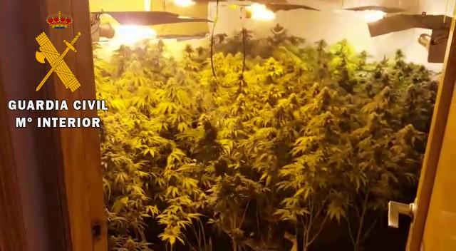 La Guardia Civil localiza una plantación 'In Door' con 650 plantas de marihuana