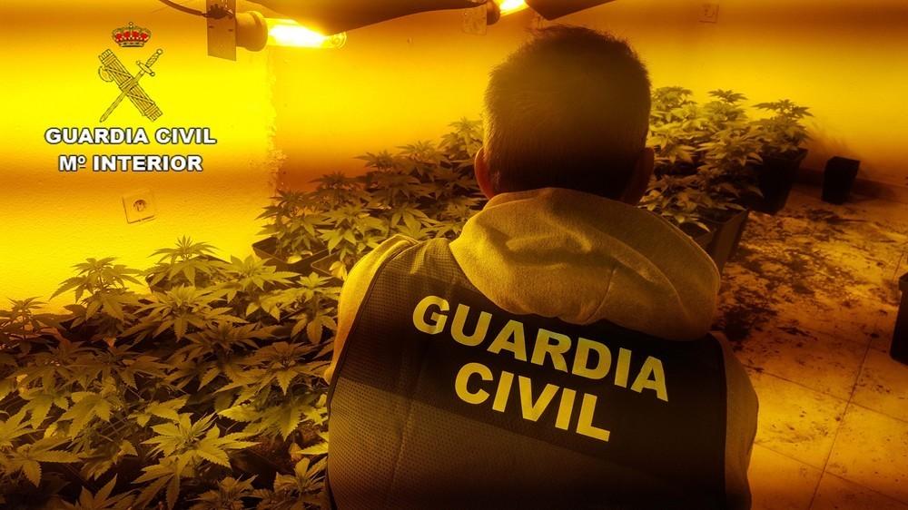 La Guardia Civil incauta más de 200 plantas de marihuana y detiene a dos personas