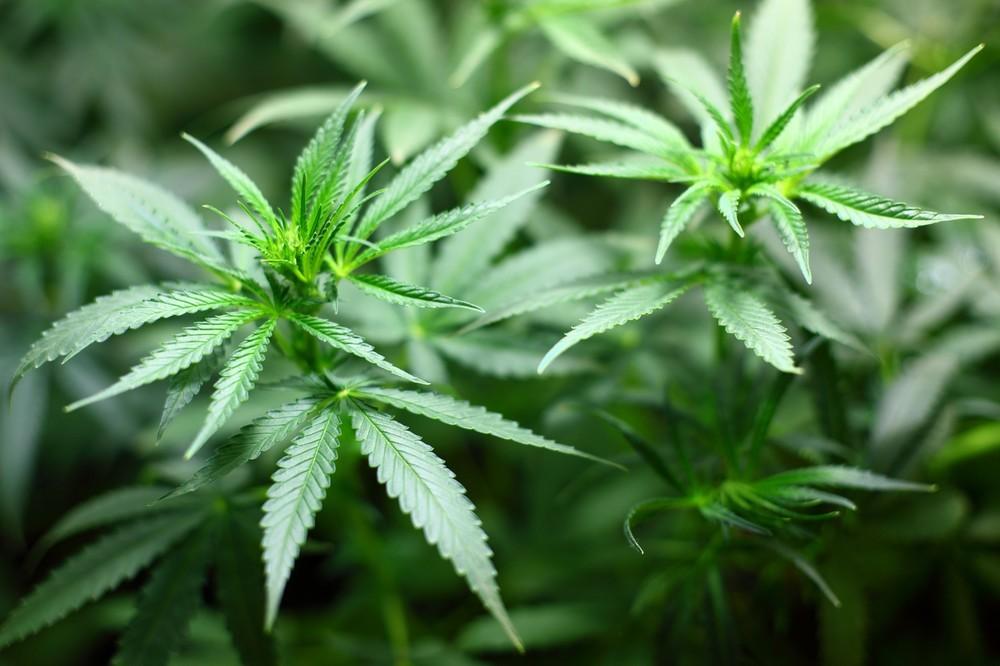 La Guardia Civil detiene a dos personas que trasladaban marihuana en un ciclomotor en Berja