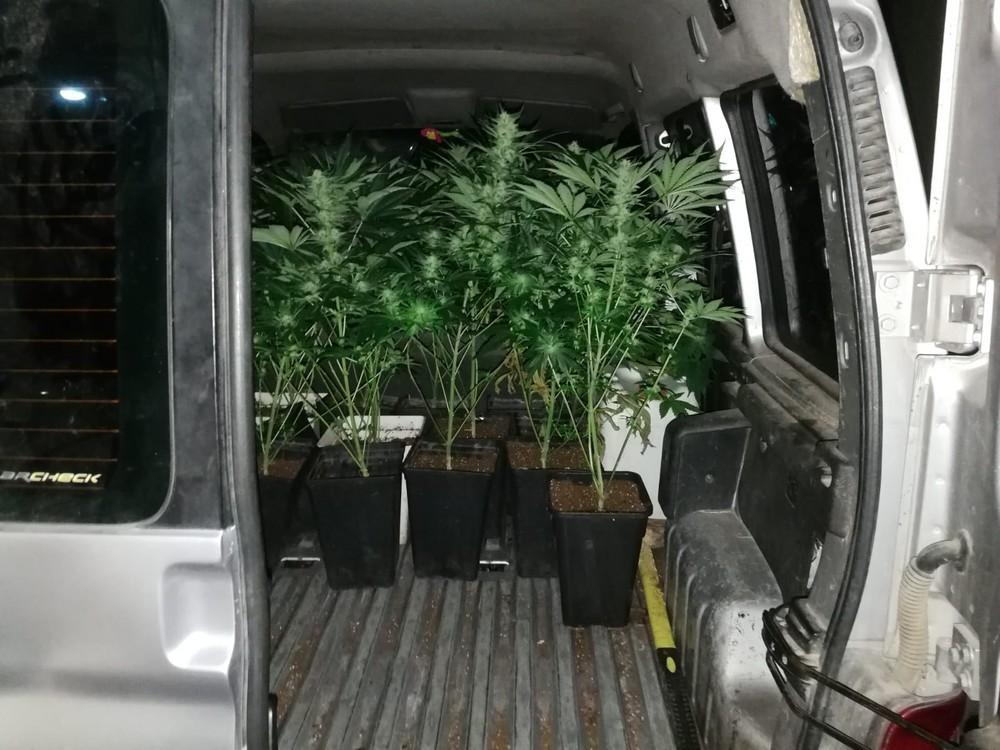 La Policía Local De Vícar Interviene 34 Plantas De Marihuana En Los Canos