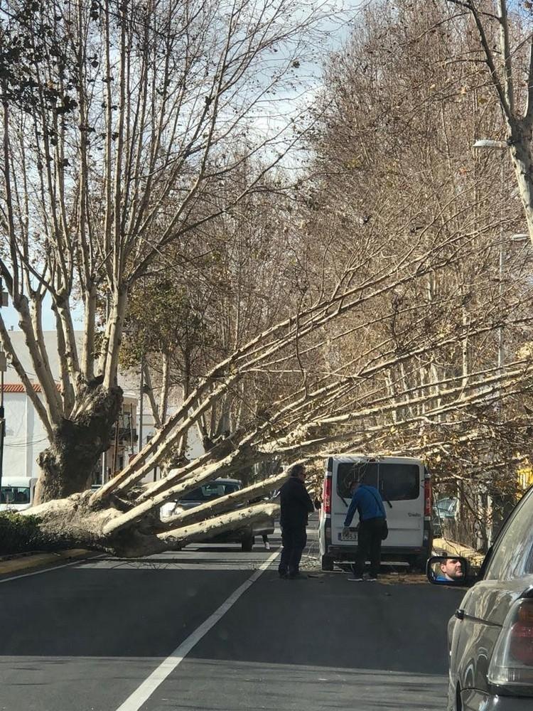 El viento derriba un gran árbol en una de las vías de acceso a Adra