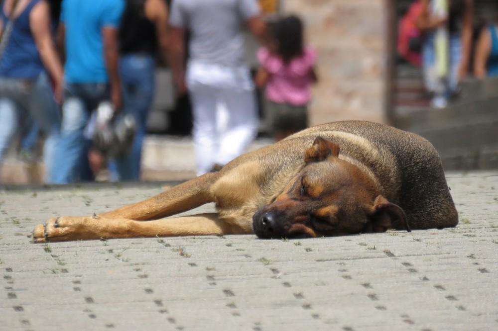 El Ejido aprueba la contratación del servicio de recogida y transporte de animales abandonados
