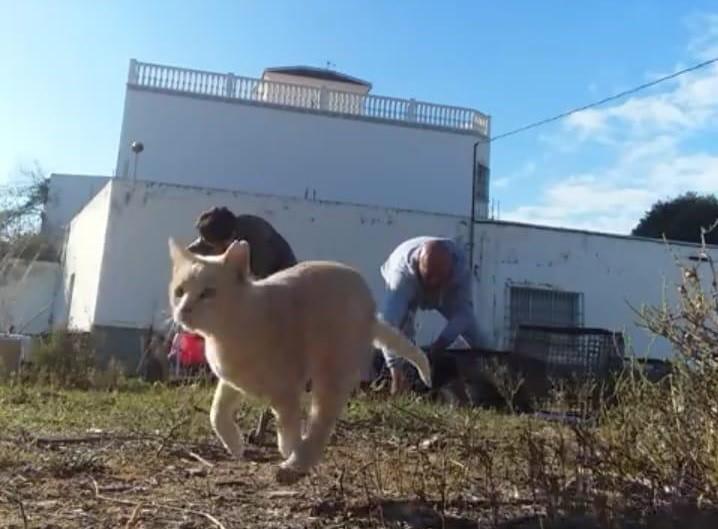  ‘Sentido animal’ ha castrado 142 gatos en cuatro días