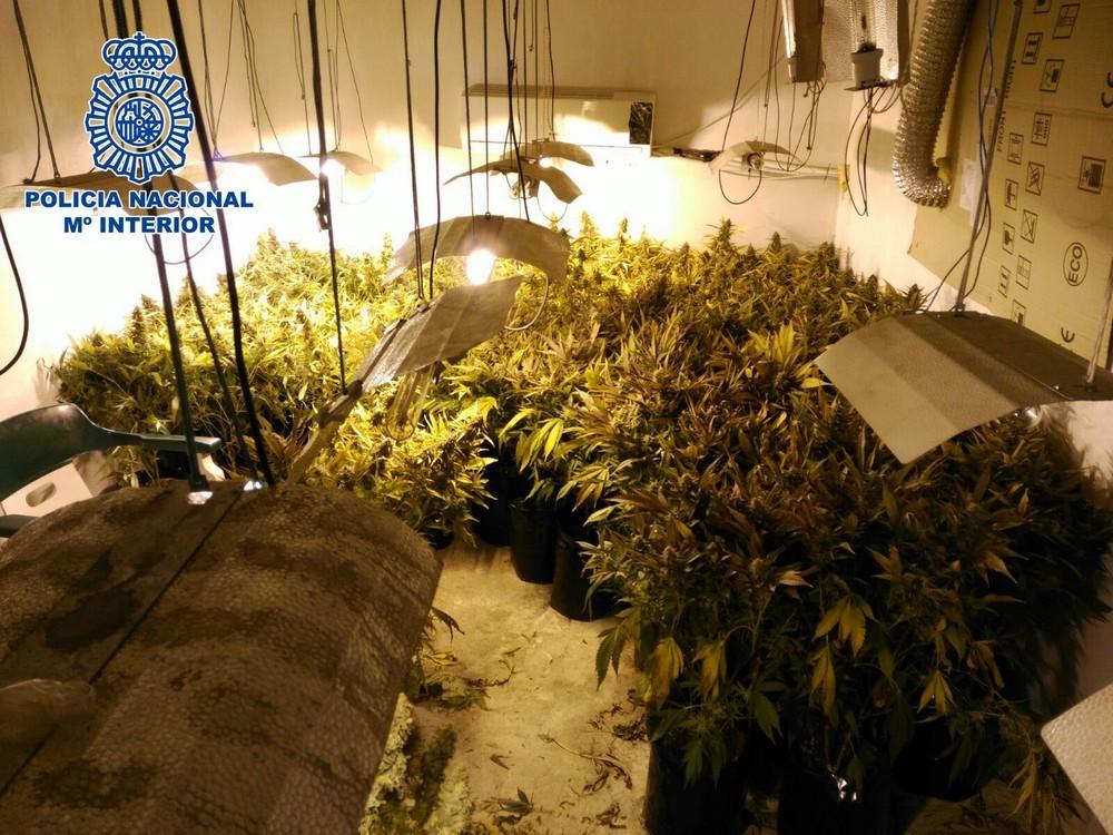 Desmantelado en El Ejido un punto de cultivo acelerado y distribución de marihuana en una vivienda