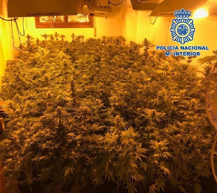 Incautadas 403 plantas de marihuana en una vivienda de El Ejido