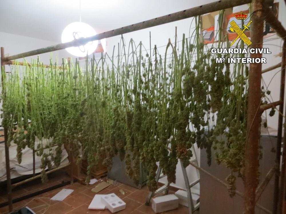 Detenido en Balanegra con más de 400 plantas de marihuana