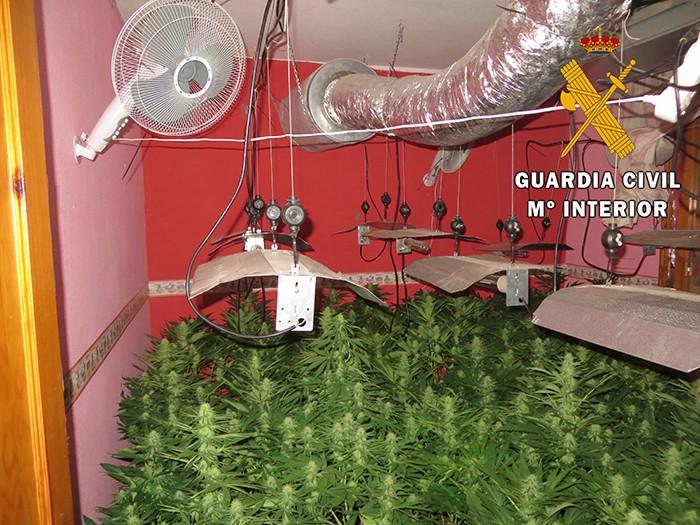 La Guardia Civil detiene a dos personas y se incauta cerca 212 plantas de marihuana en una plantación “indoor”