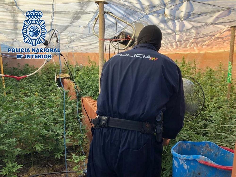 Desmantelan dos invernaderos en Matagorda que albergaban 650 plantas de marihuana