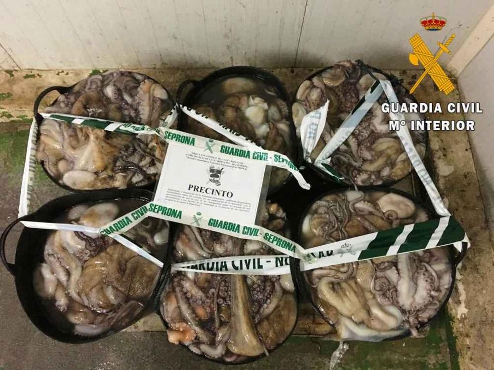 La Guardia Civil interviene en Almerimar 225 kilos de pulpo descargado en puerto no autorizado