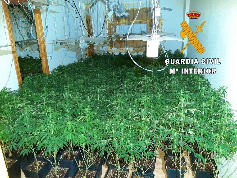 La Guardia Civil localiza 800 plantas de marihuana en dos operaciones en Roquetas y neutraliza 13 enganches ilegales a la red