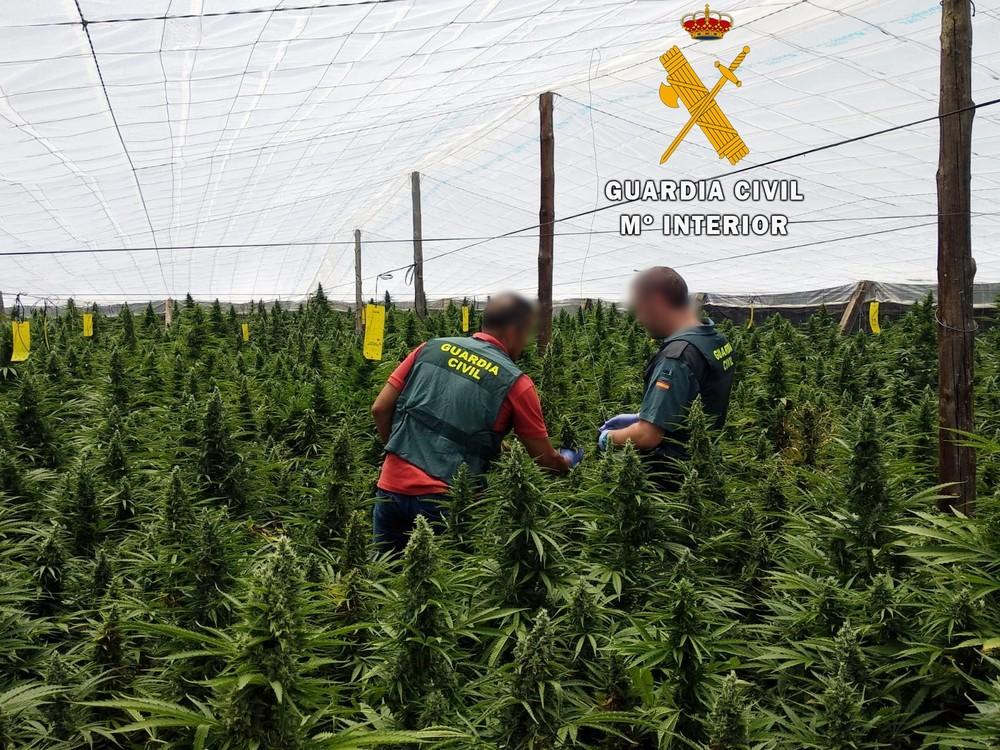 Un rifle municionado y listo para hacer fuego intervenido y dos detenidos por la Guardia Civil en una plantación con 1400 plantas de marihuana en Matagorda