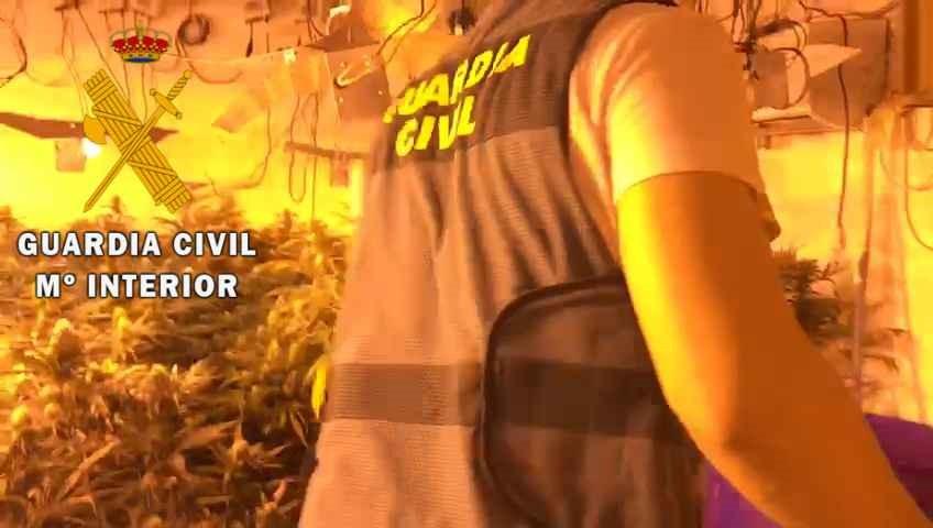 La Guardia Civil detiene a 42 personas e interviene más 21800 plantas de marihuana en la provincia de Almería durante el primer semestre del año