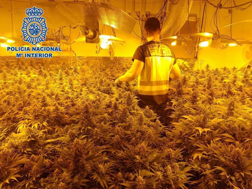 La Policía Nacional interviene 5.000 plantas de marihuana en un macrooperativo contra el narcotráfico